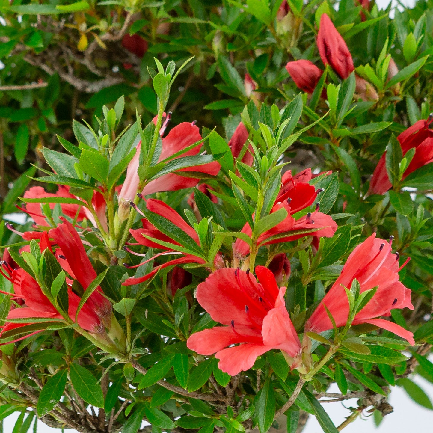 Rhododendron indicum 'Kinka' (satsuki azalea), hoogte ~53cm