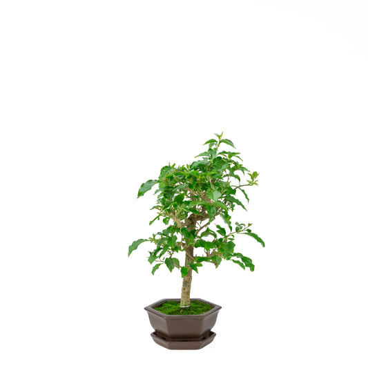 Bougainvillea glabra, height ~36cm