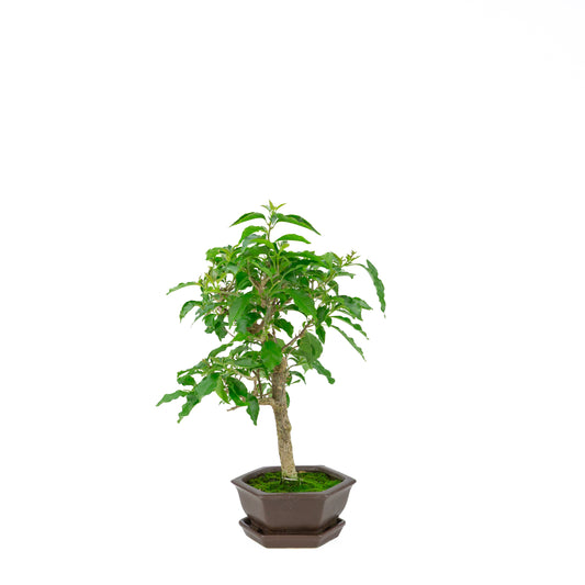 Bougainvillea glabra, height ~36cm