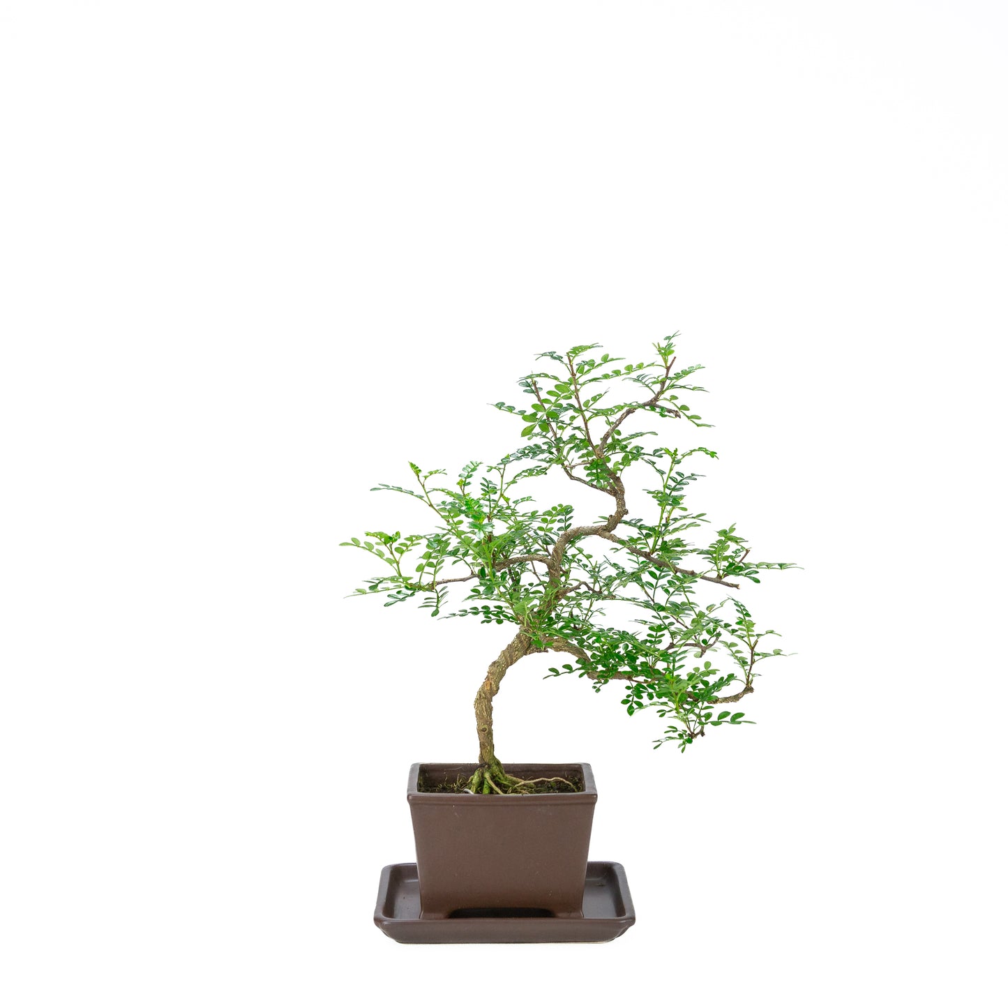 Zanthoxylum piperitum (peperboom), hoogte ~39cm