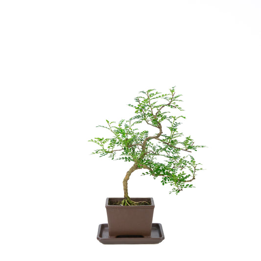 Zanthoxylum piperitum (pepper tree), height ~39cm