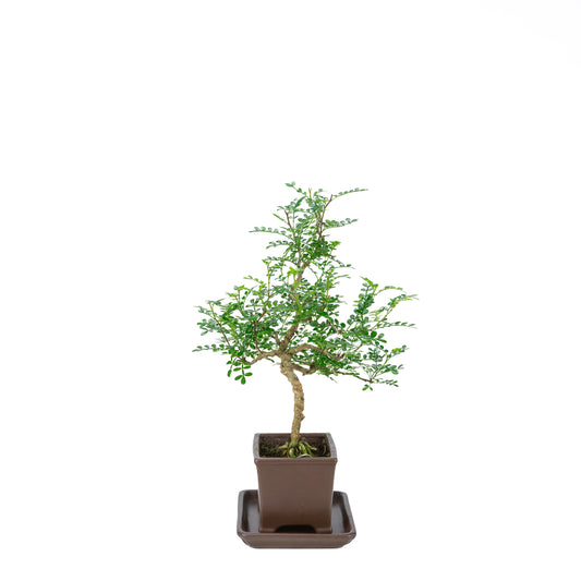 Zanthoxylum piperitum (pepper tree), height ~39cm