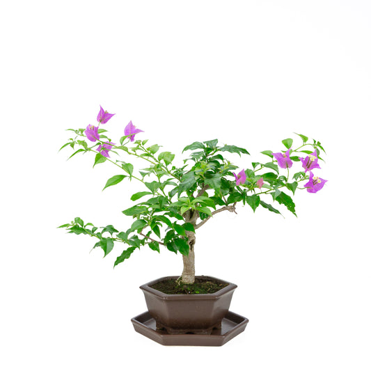 Bougainvillea glabra, height ~35cm