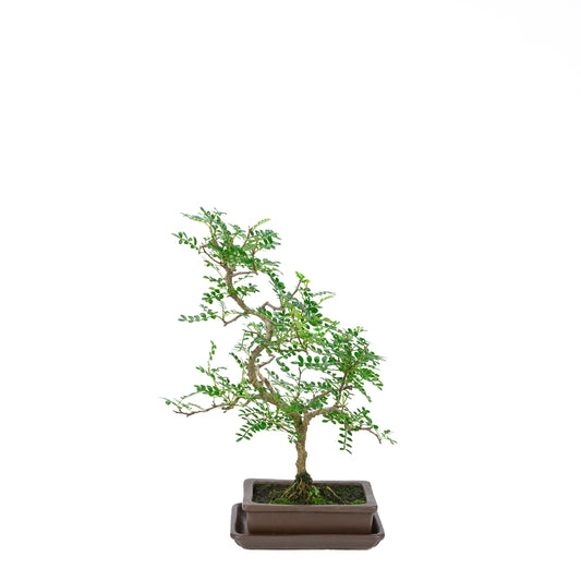 Zanthoxylum piperitum (pepper tree), height ~38cm