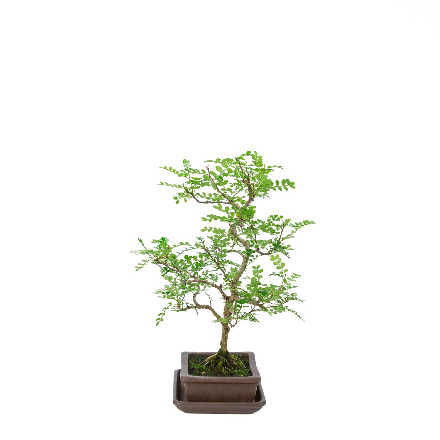 Zanthoxylum piperitum (peperboom), hoogte ~38cm
