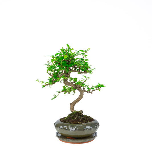Carmona Bonsai (Fukien Tea) in green round pot 21cm, height ~40cm
