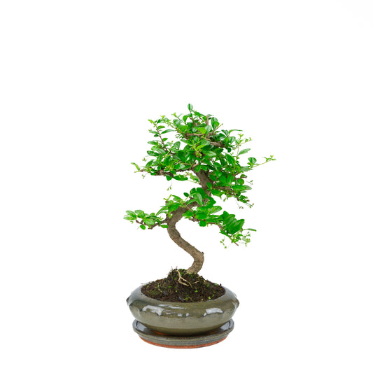 Carmona Bonsai (Fukien Tea) in green round pot 21cm, height ~40cm