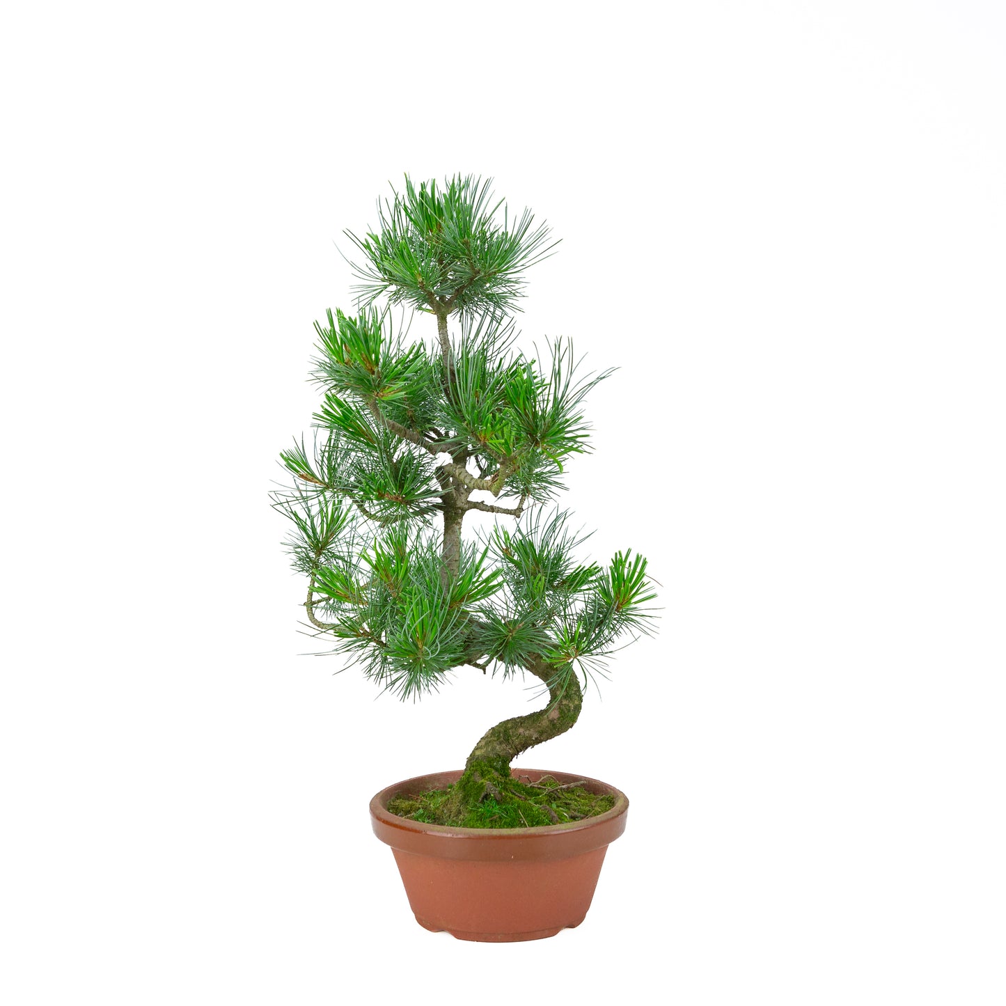 Pinus parviflora (white pine) terracotta pot 19 cm, height ~53 cm