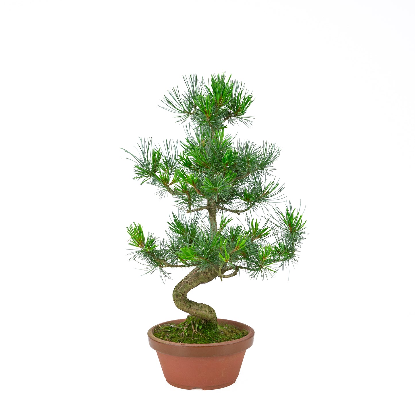 Pinus parviflora (white pine) terracotta pot 19 cm, height ~53 cm