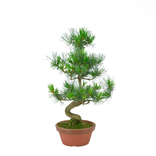 Pinus parviflora (white pine) terracotta pot 19 cm, height ~53 cm