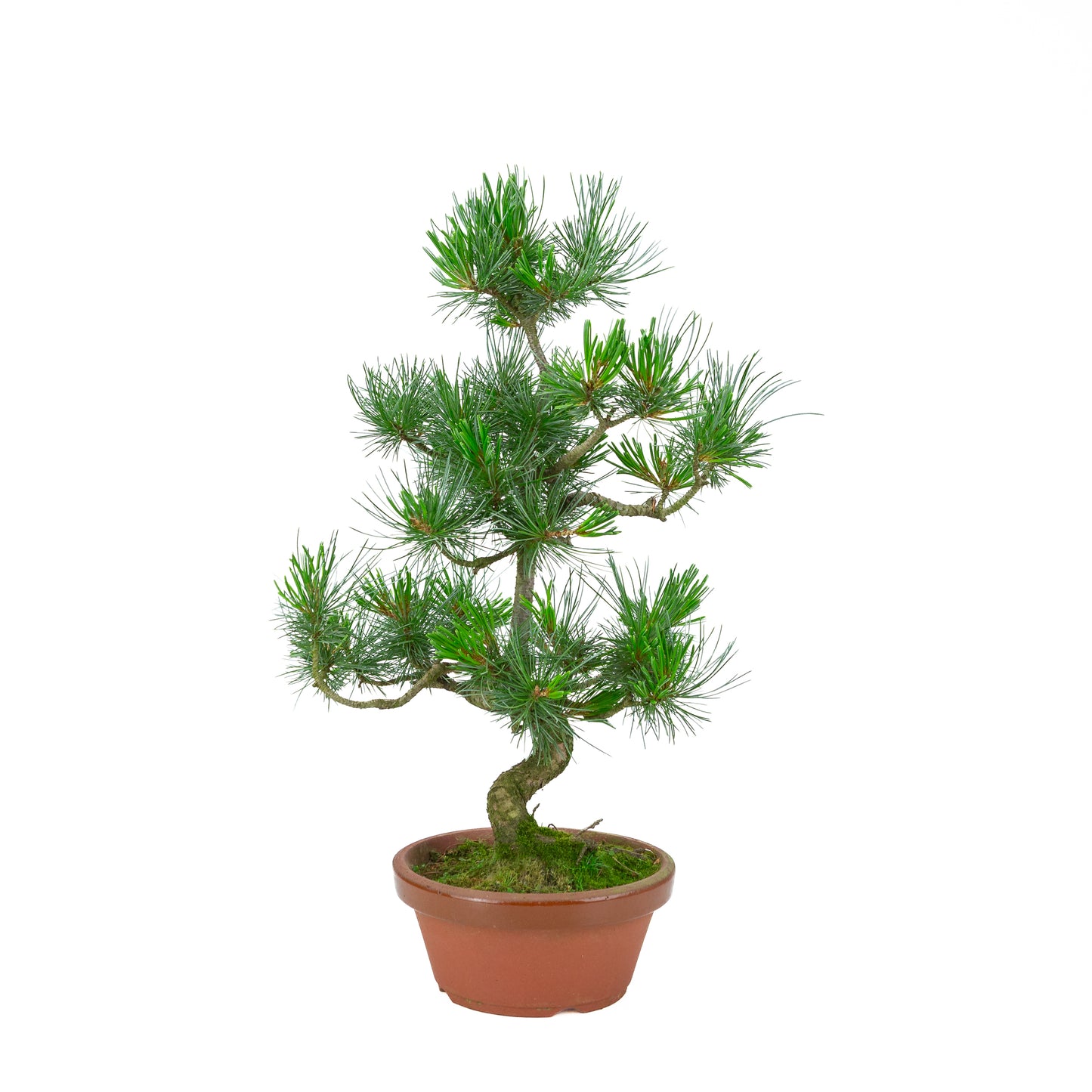 Pinus parviflora (white pine) terracotta pot 19 cm, height ~53 cm