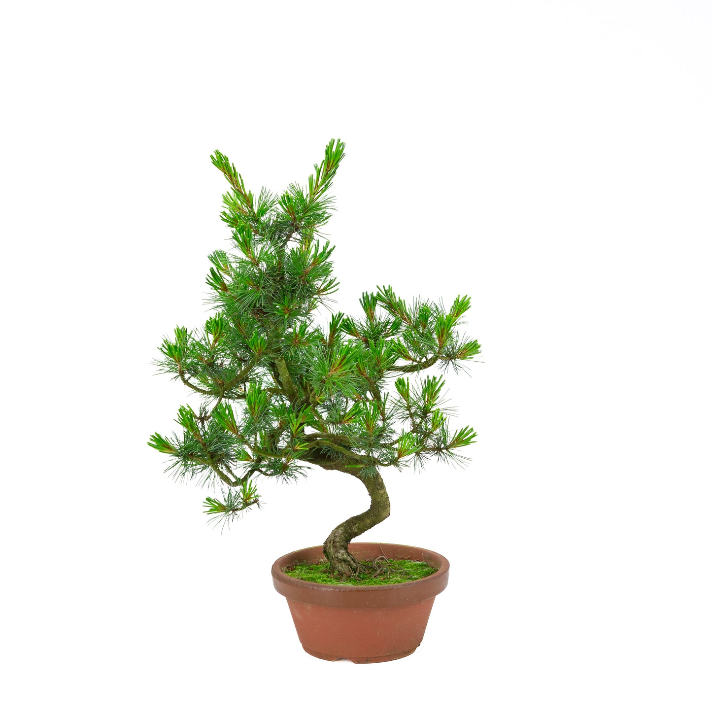 Pinus parviflora (white pine) terracotta pot 19 cm, height ~48 cm