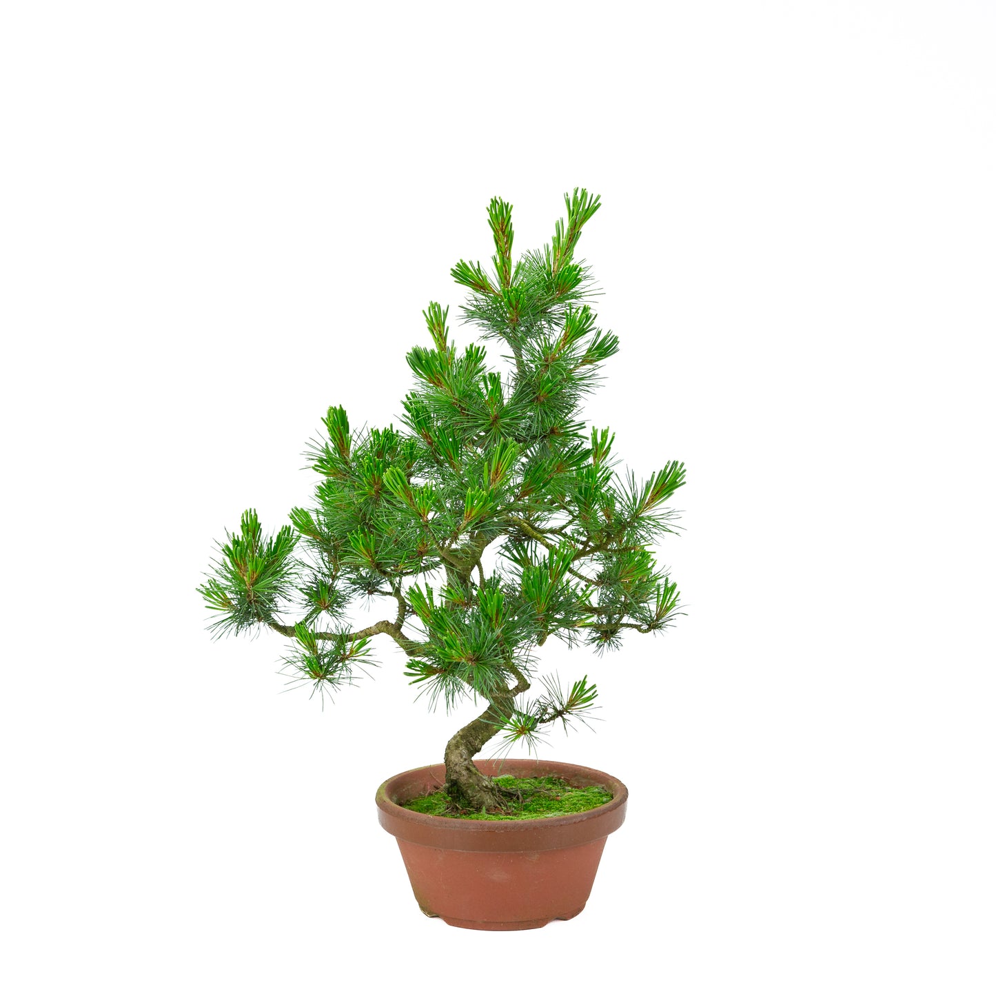 Pinus parviflora (white pine) terracotta pot 19 cm, height ~48 cm