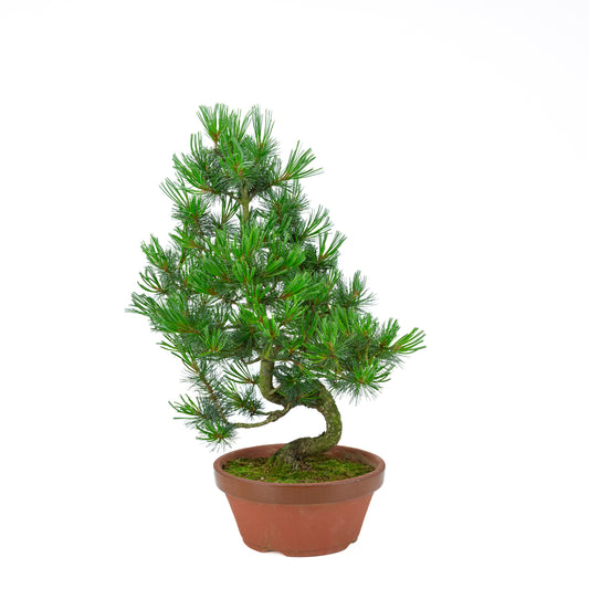 Pinus parviflora (white pine) terracotta pot 22 cm, height ~55 cm