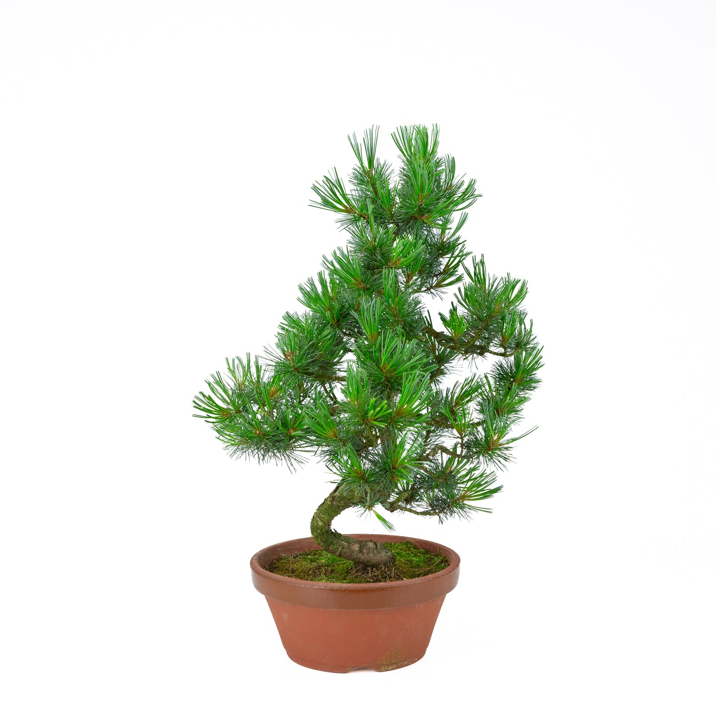 Pinus parviflora (white pine) terracotta pot 22 cm, height ~55 cm