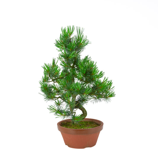 Pinus parviflora (white pine) terracotta pot 22 cm, height ~55 cm