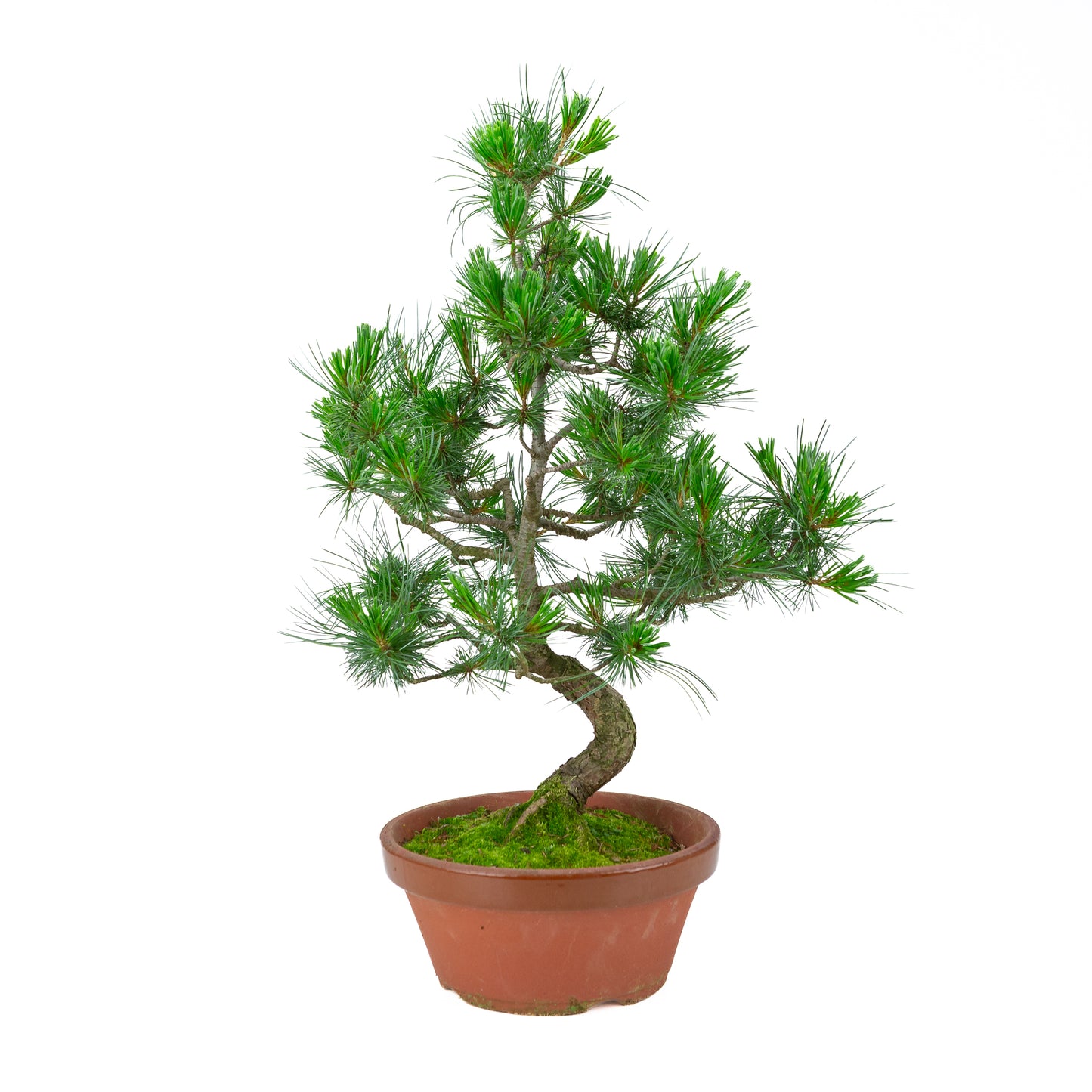 Pinus parviflora (white pine) terracotta pot 22 cm, height ~58 cm