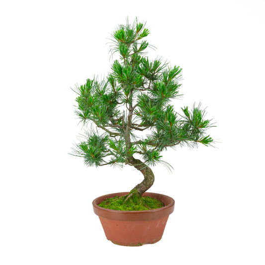 Pinus parviflora (white pine) terracotta pot 22 cm, height ~58 cm