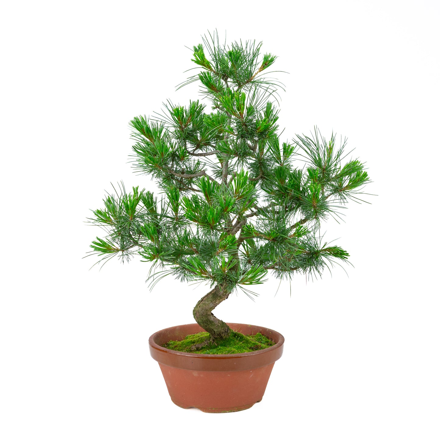 Pinus parviflora (white pine) terracotta pot 22 cm, height ~58 cm