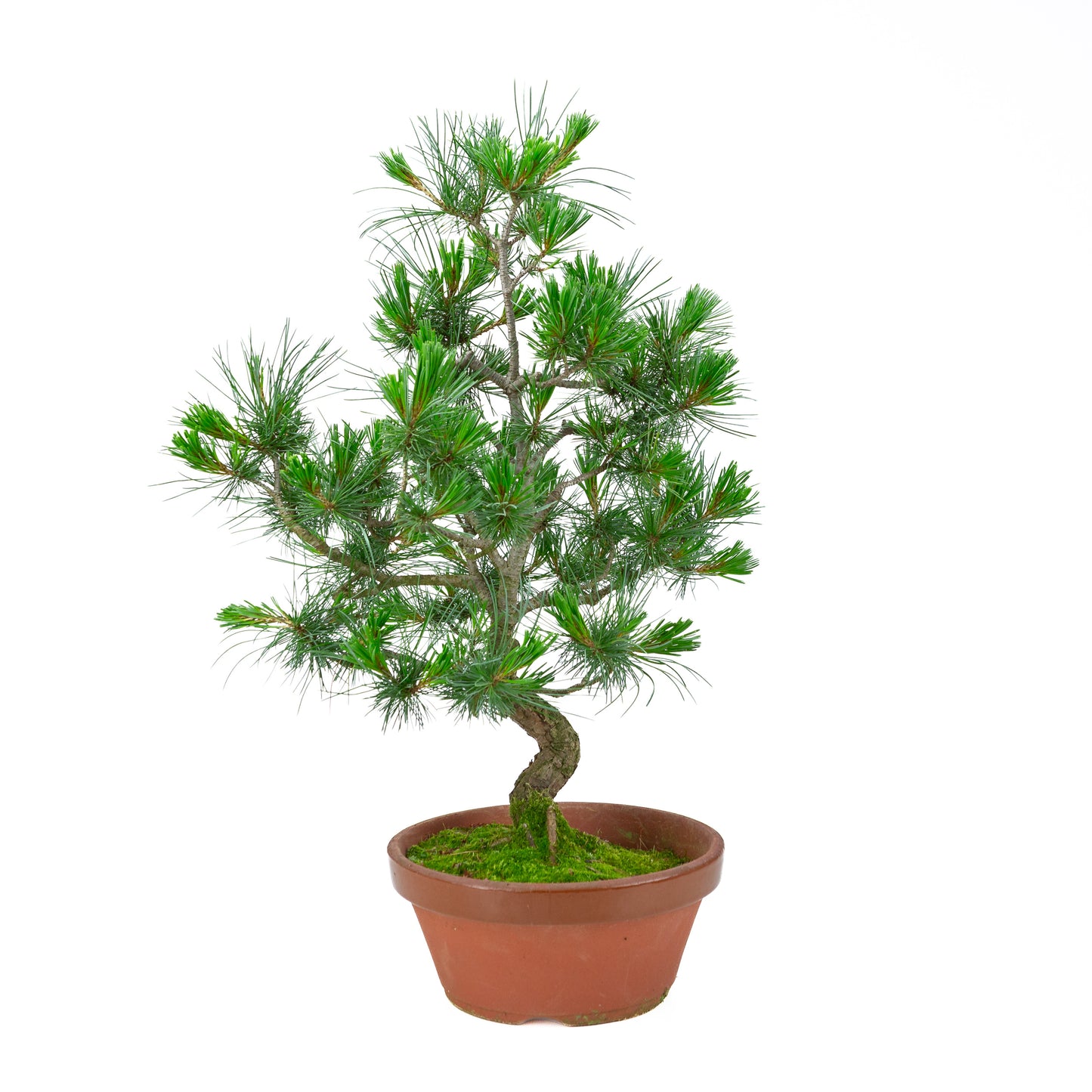 Pinus parviflora (white pine) terracotta pot 22 cm, height ~58 cm