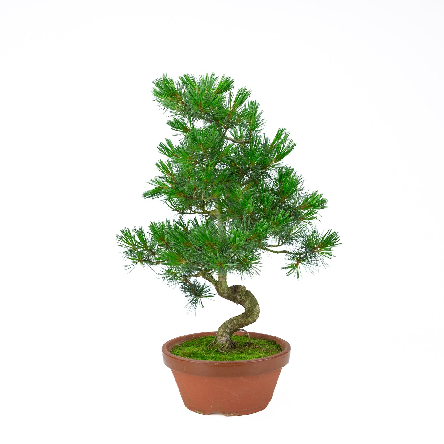 Pinus parviflora (white pine) terracotta pot 22 cm, height ~57 cm