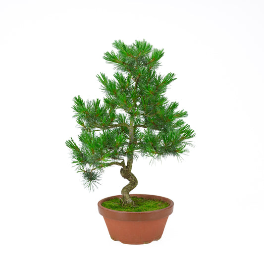 Pinus parviflora (white pine) terracotta pot 22 cm, height ~57 cm
