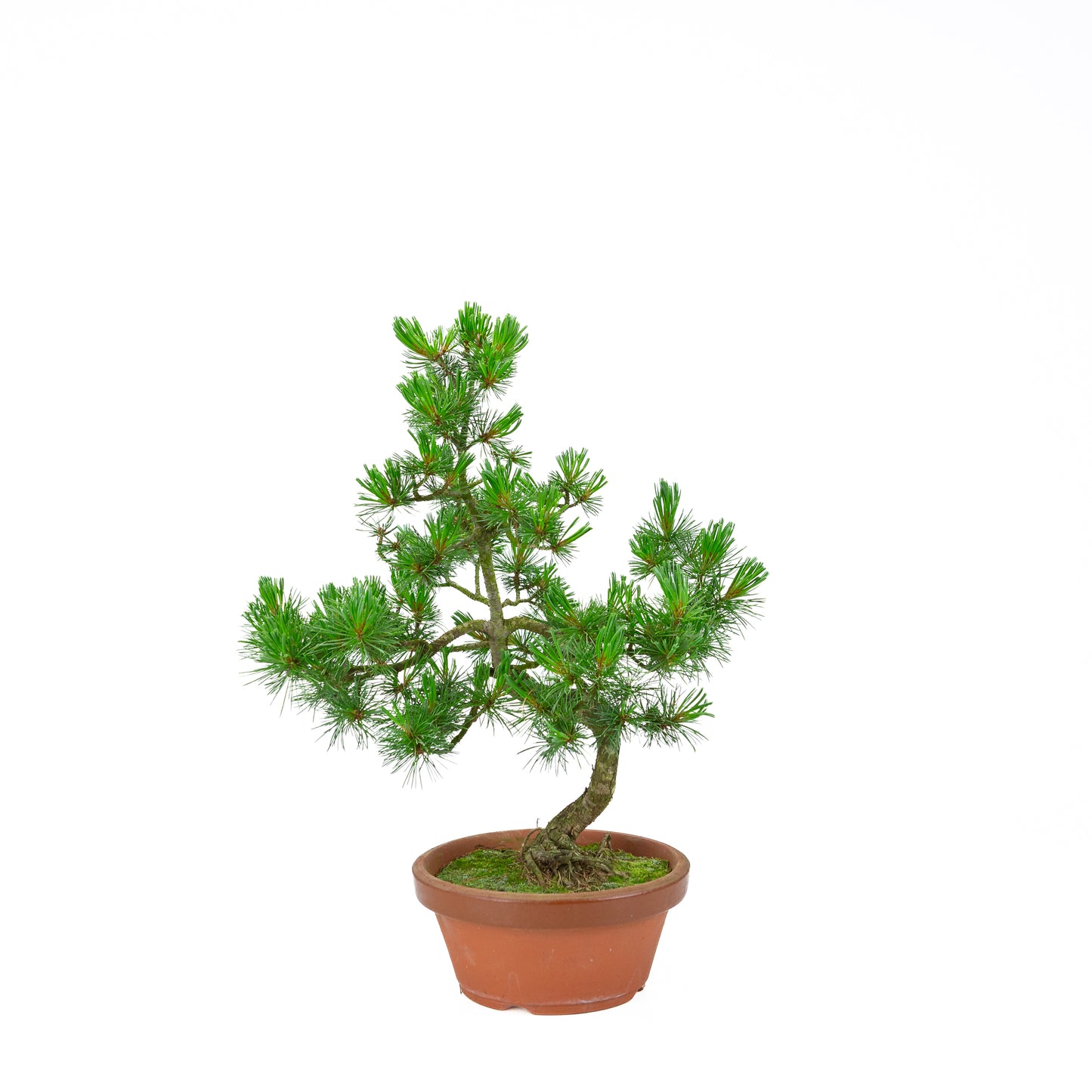 Pinus parviflora (white pine) terracotta pot 19 cm, height ~45 cm