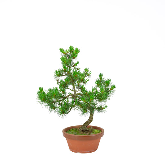 Pinus parviflora (white pine) terracotta pot 19 cm, height ~45 cm