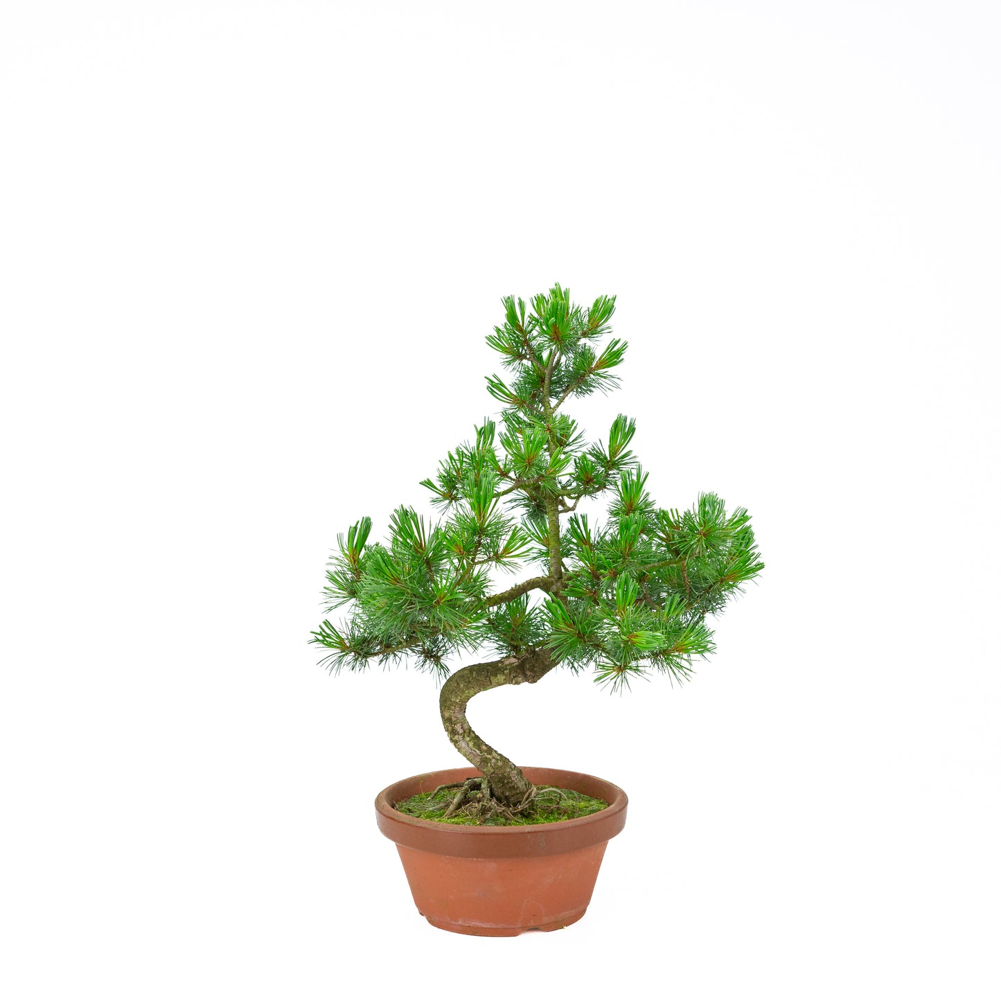 Pinus parviflora (white pine) terracotta pot 19 cm, height ~45 cm