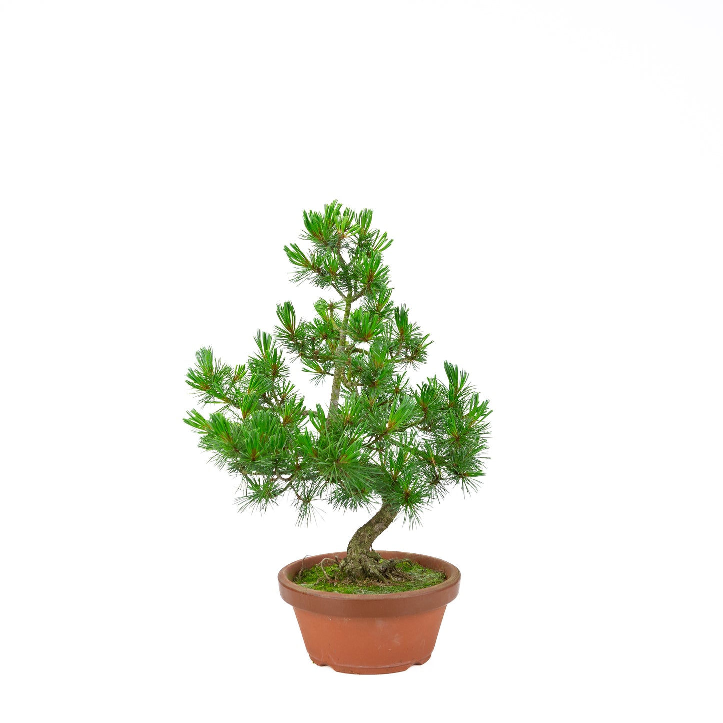 Pinus parviflora (white pine) terracotta pot 19 cm, height ~45 cm