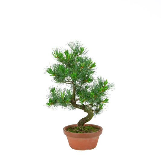 Pinus parviflora (white pine) terracotta pot 19 cm, height ~49 cm