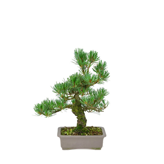Pinus parviflora (white pine), height ~32 cm