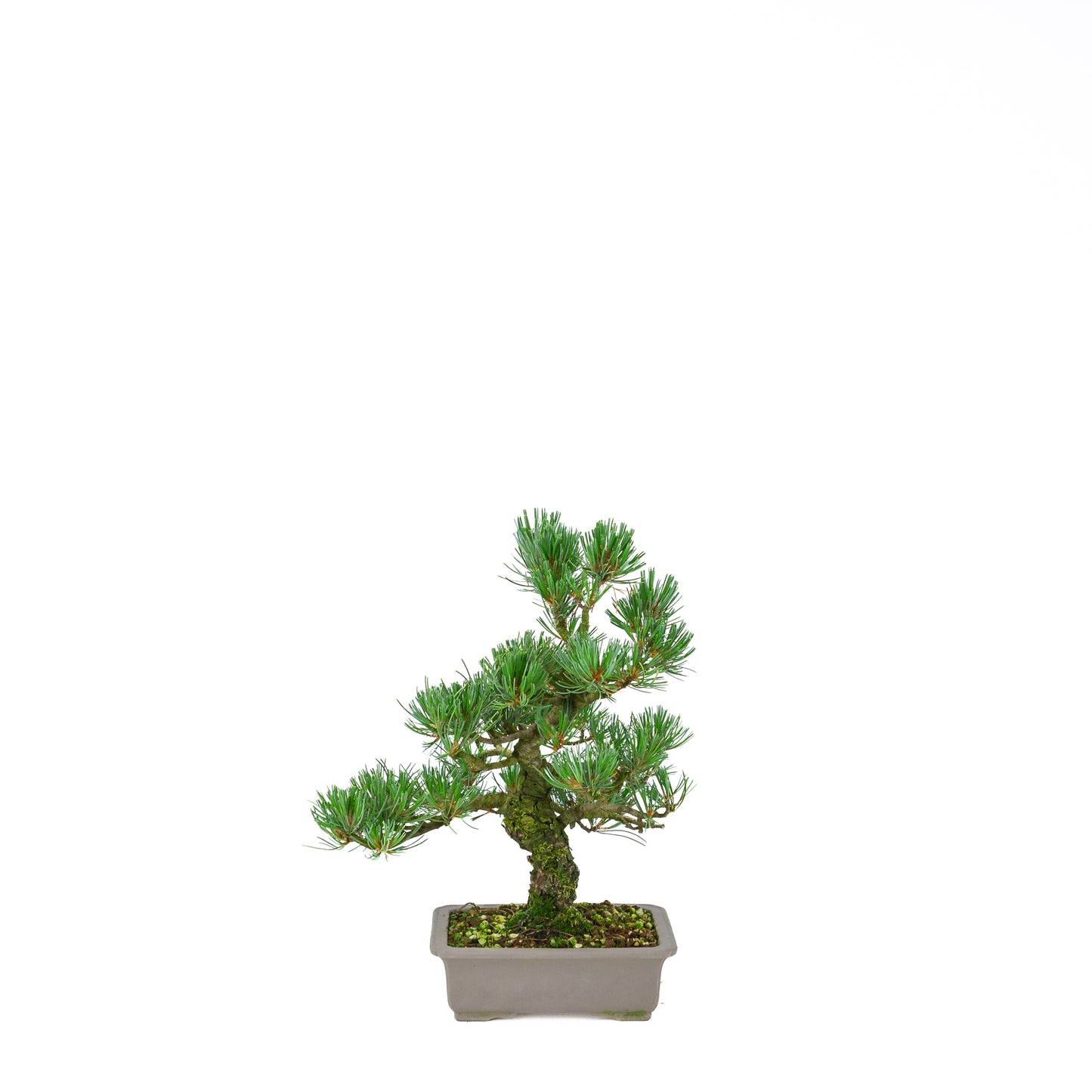 Pinus parviflora (white pine), height ~32 cm