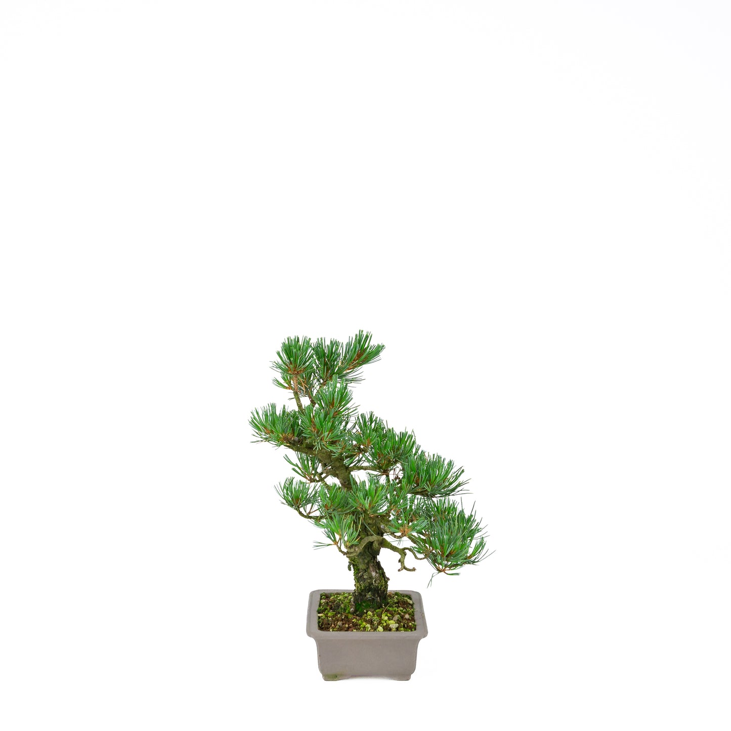 Pinus parviflora (white pine), height ~32 cm