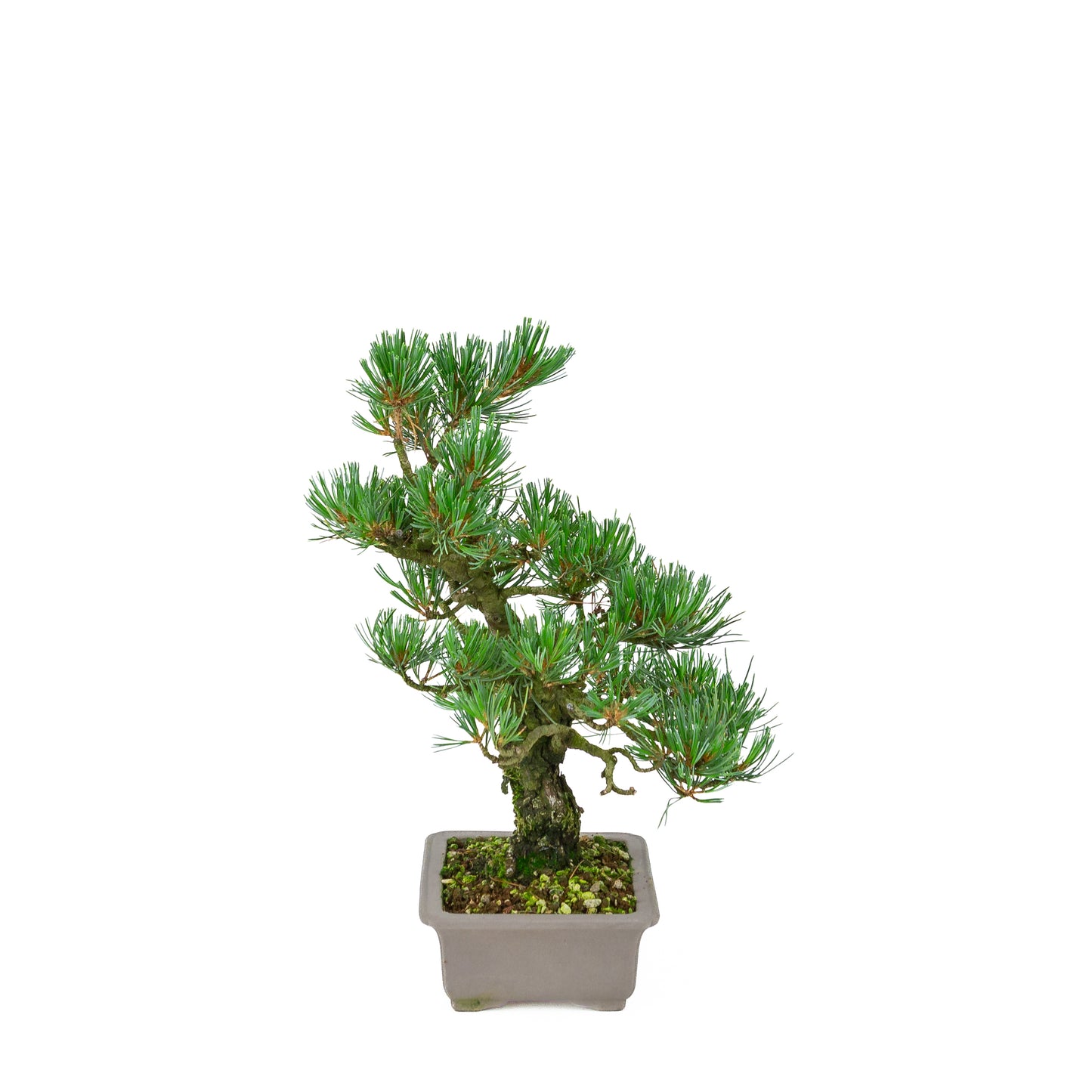 Pinus parviflora (white pine), height ~32 cm