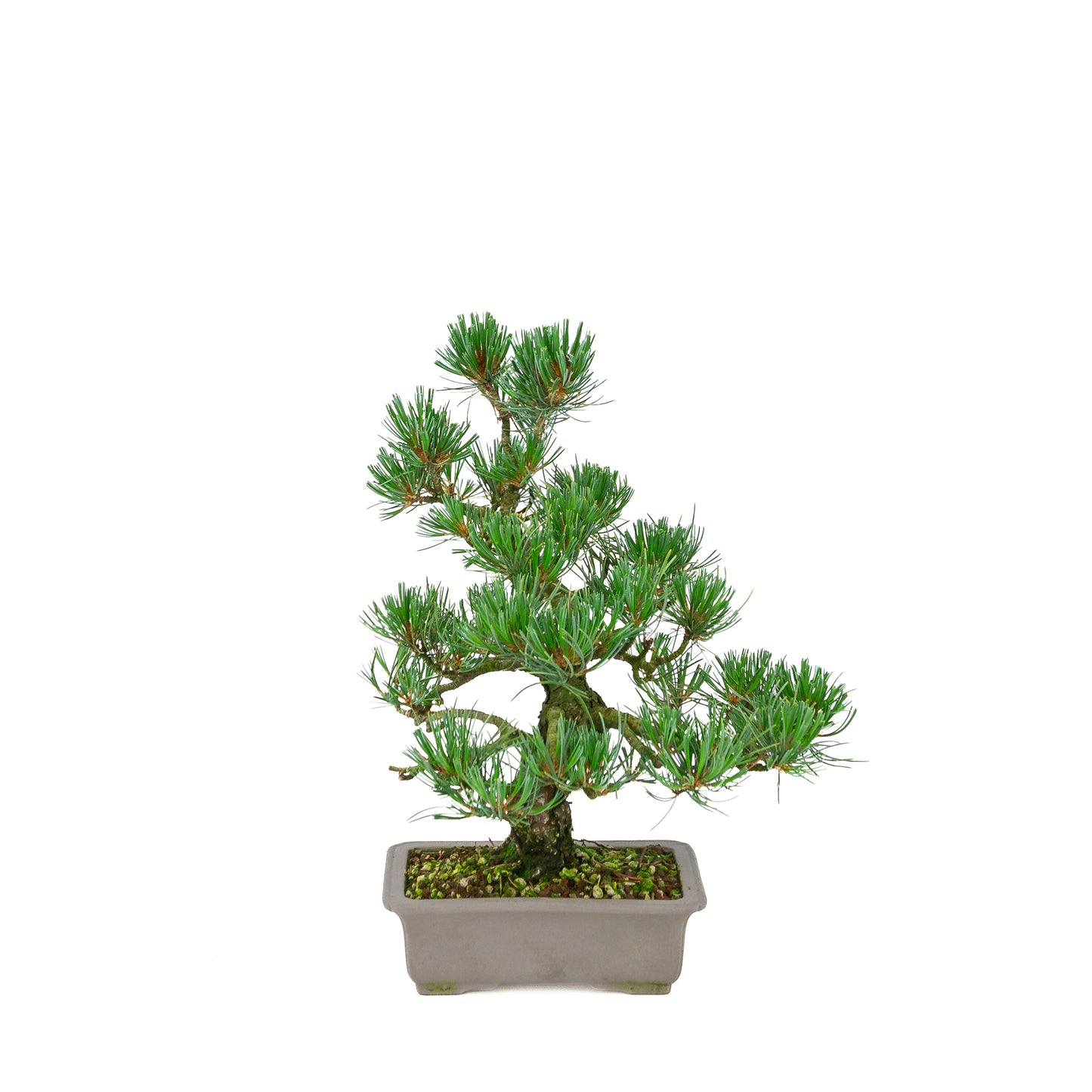 Pinus parviflora (white pine), height ~32 cm