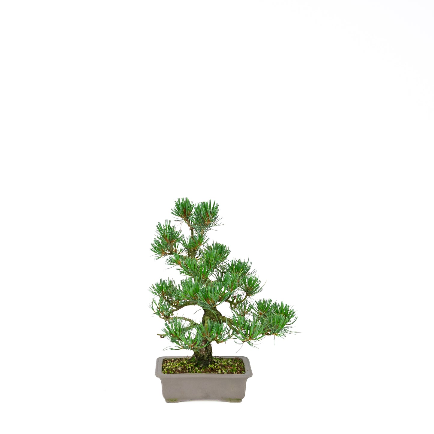 Pinus parviflora (white pine), height ~32 cm