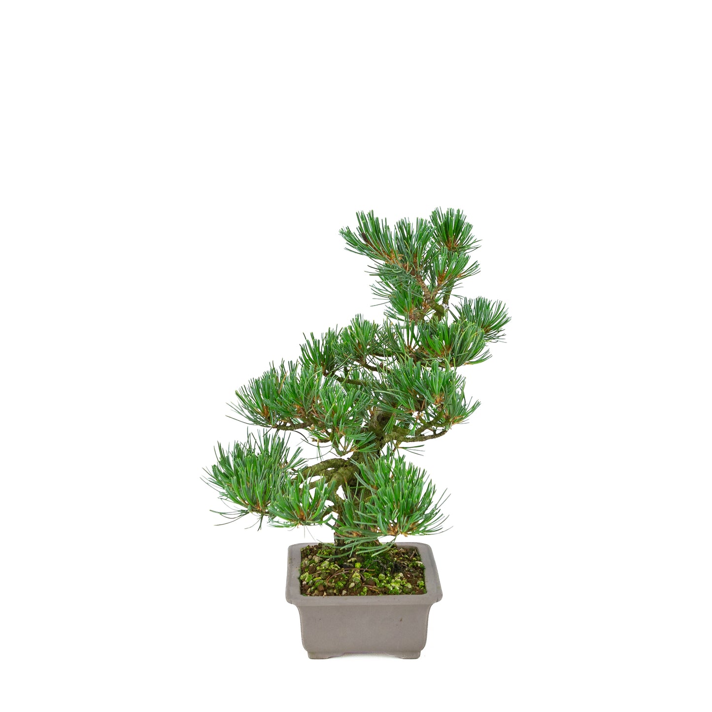 Pinus parviflora (white pine), height ~32 cm