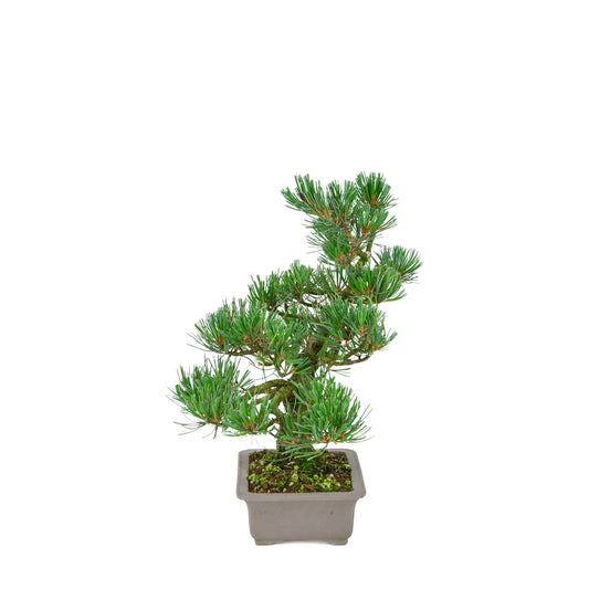 Pinus parviflora (white pine), height ~32 cm