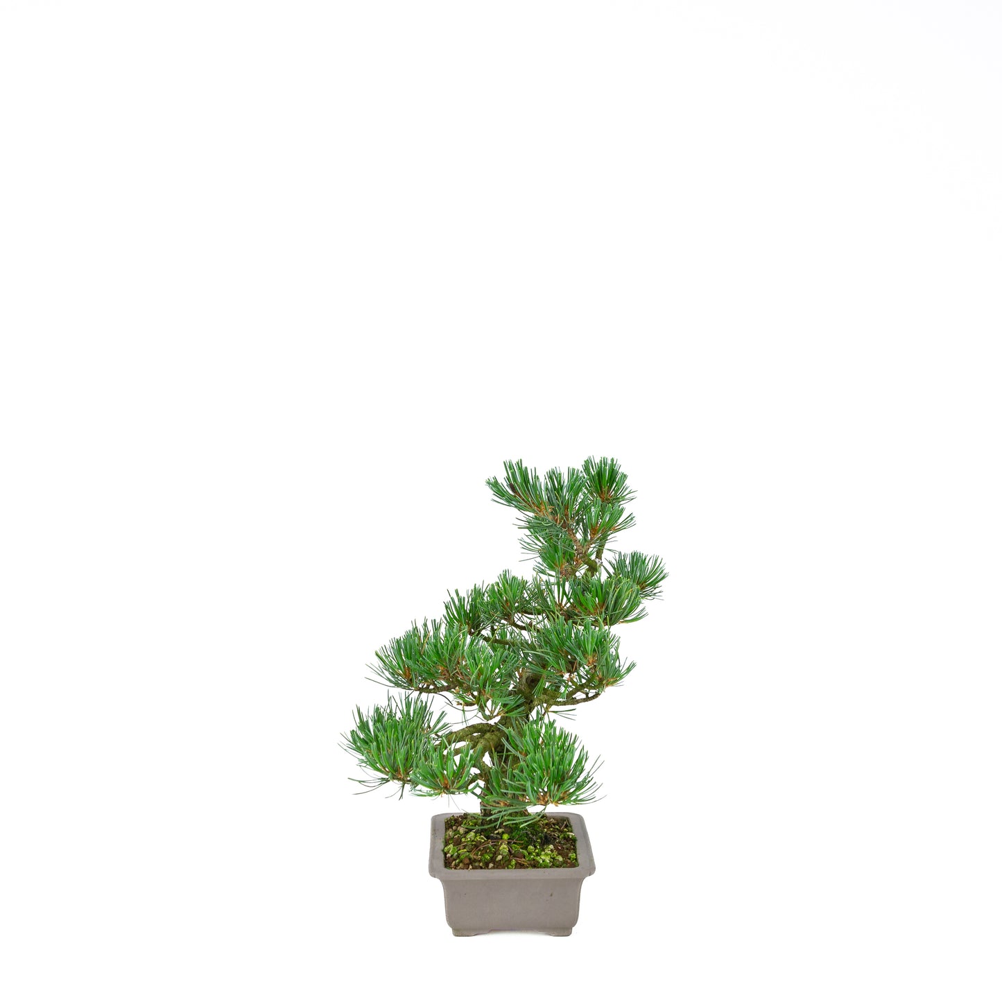 Pinus parviflora (white pine), height ~32 cm