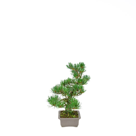 Pinus parviflora (white pine), height ~32 cm