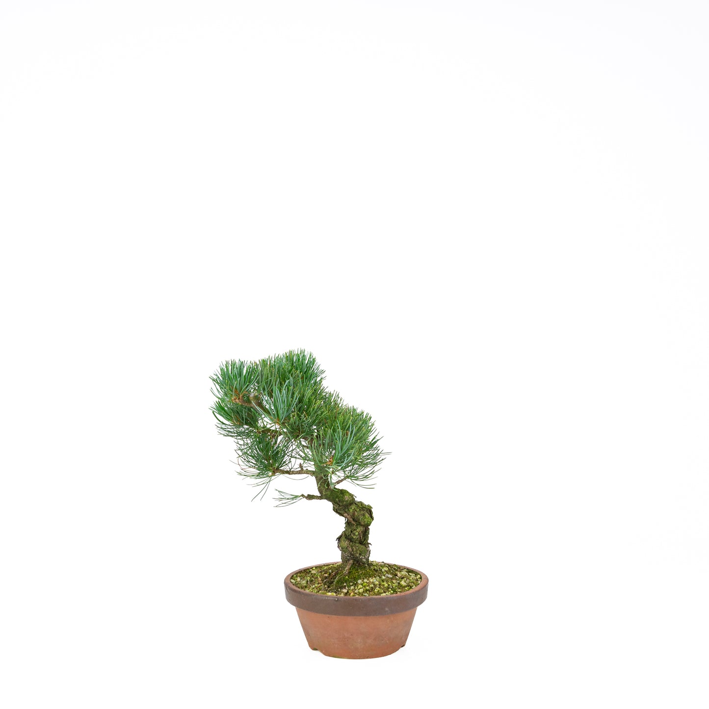 Pinus parviflora (white pine), height ~30 cm