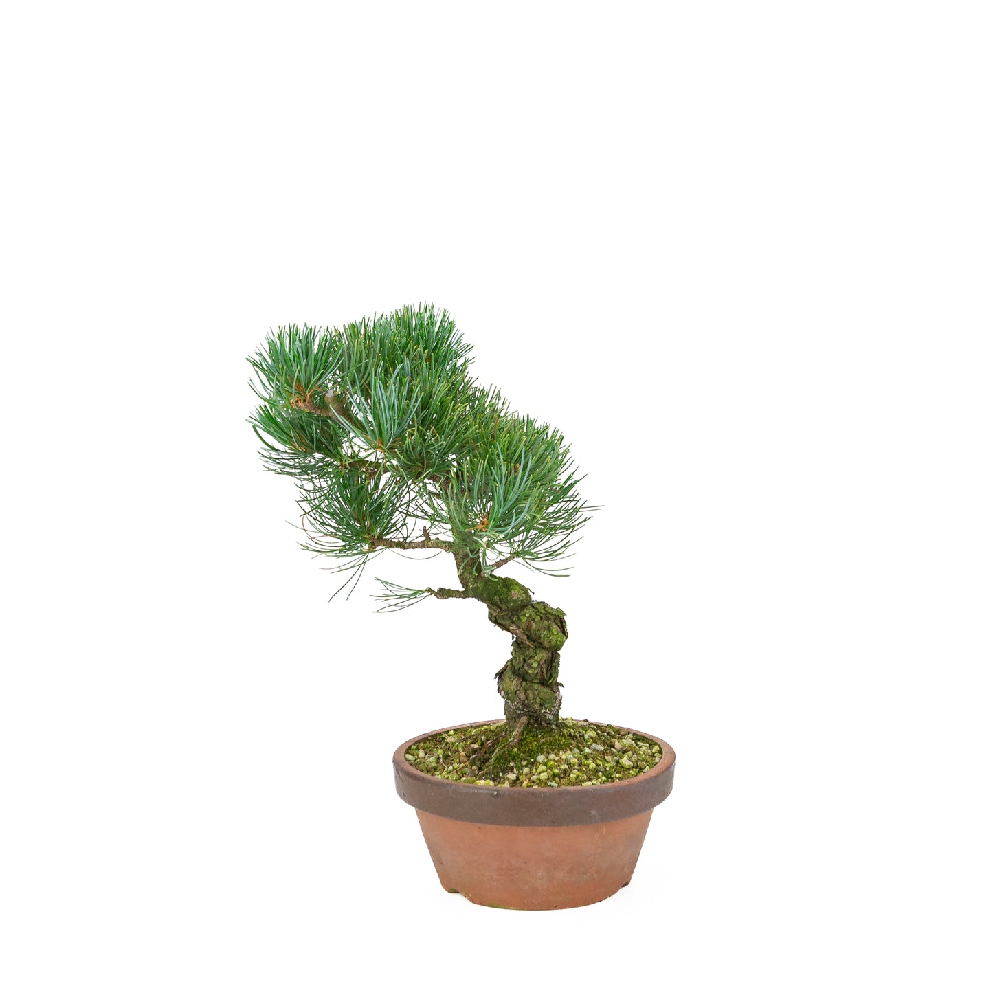 Pinus parviflora (white pine), height ~30 cm