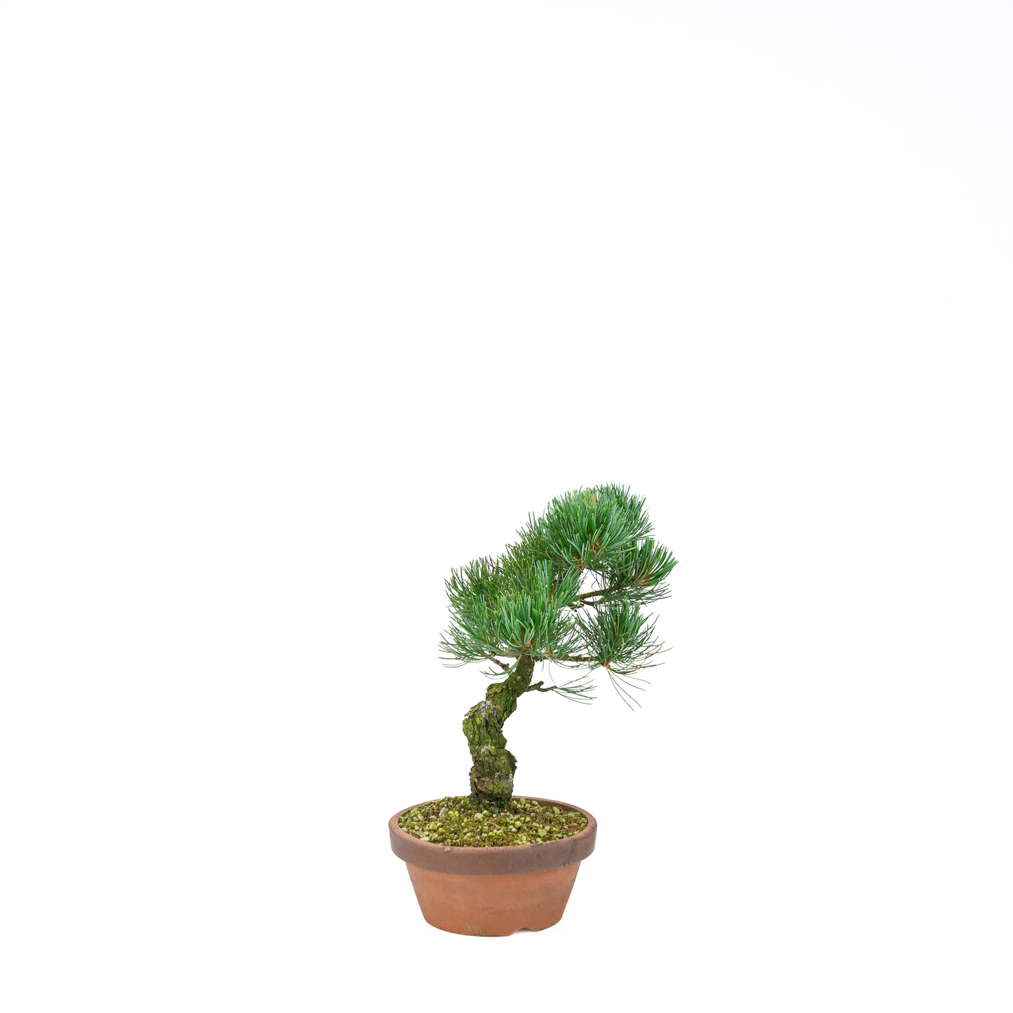 Pinus parviflora (white pine), height ~30 cm