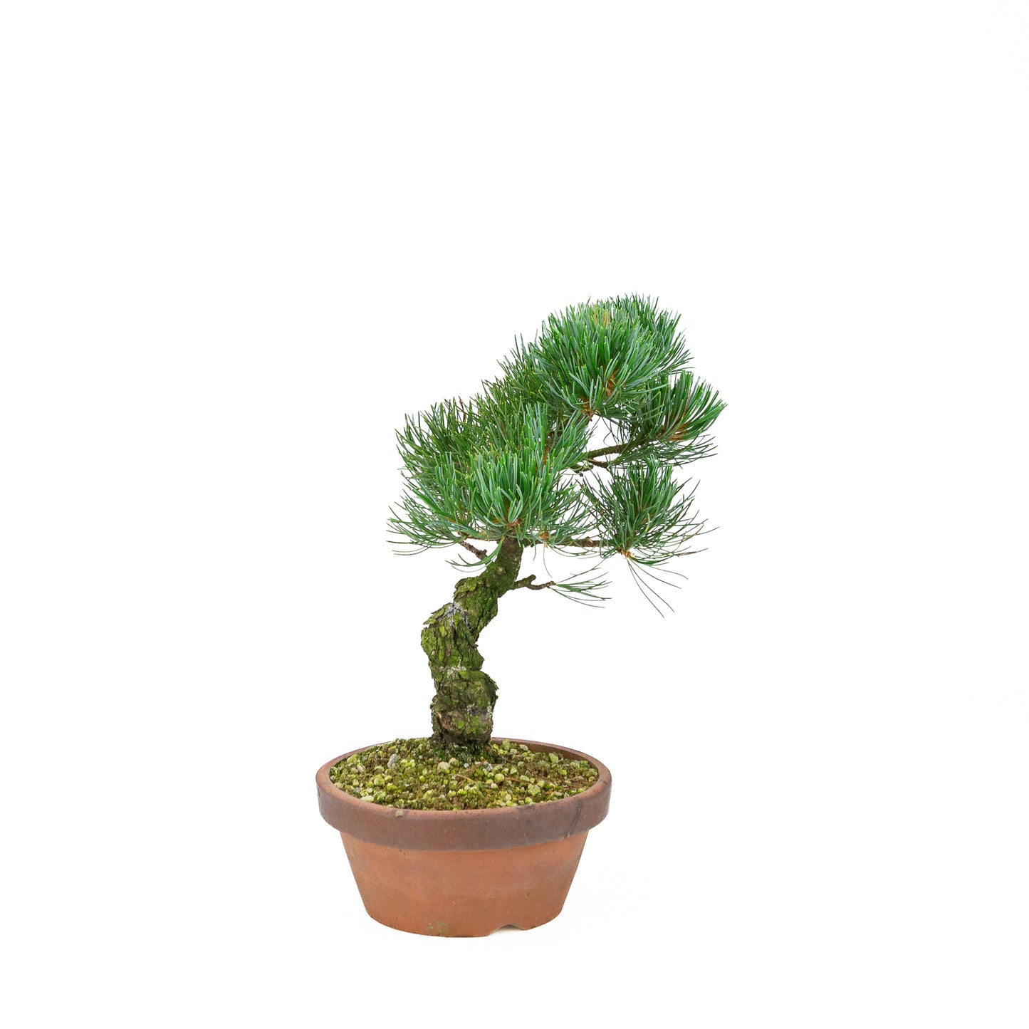 Pinus parviflora (white pine), height ~30 cm