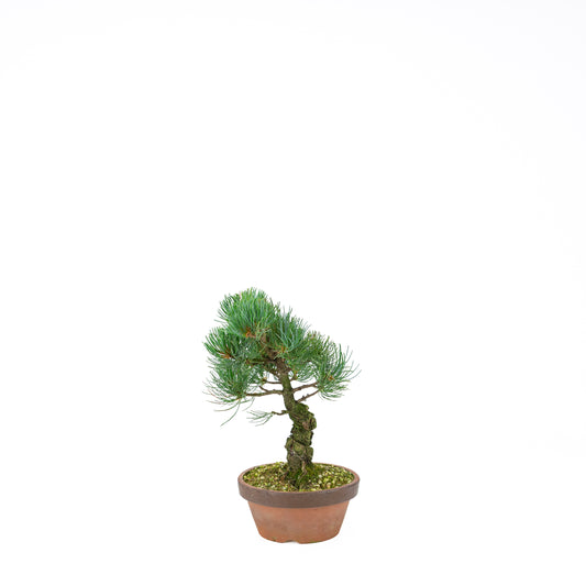 Pinus parviflora (white pine), height ~30 cm
