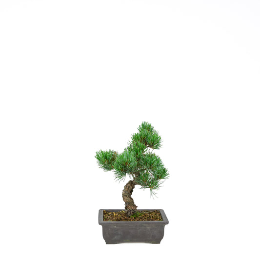 Pinus parviflora (white pine), height ~32 cm