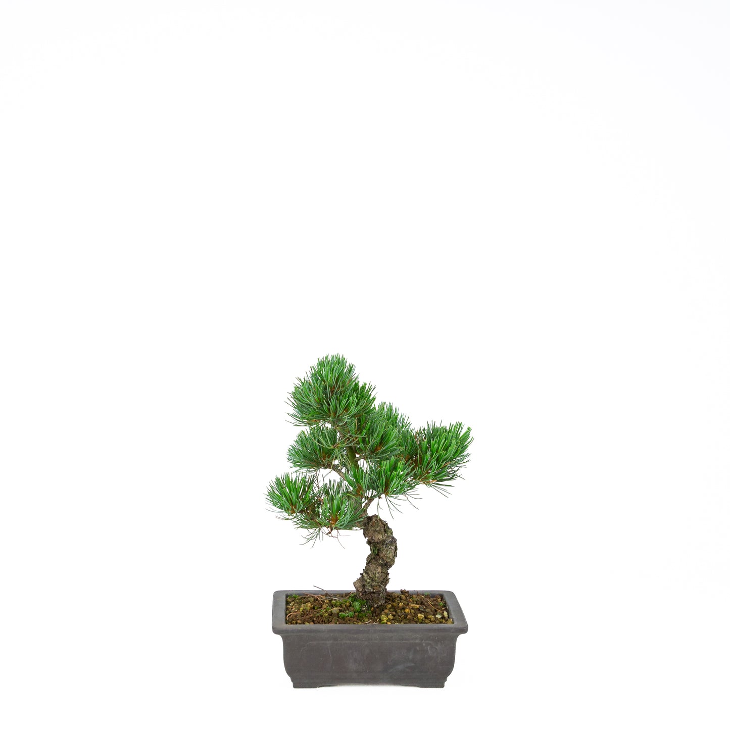 Pinus parviflora (white pine), height ~32 cm