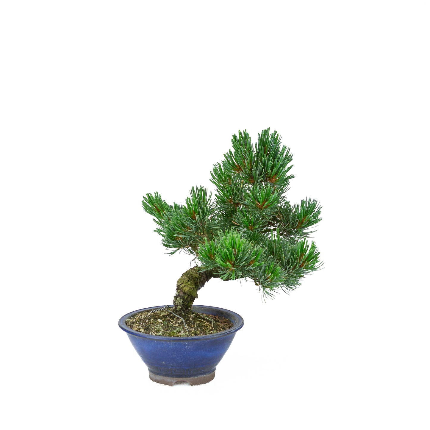Pinus parviflora (white pine), height ~31 cm