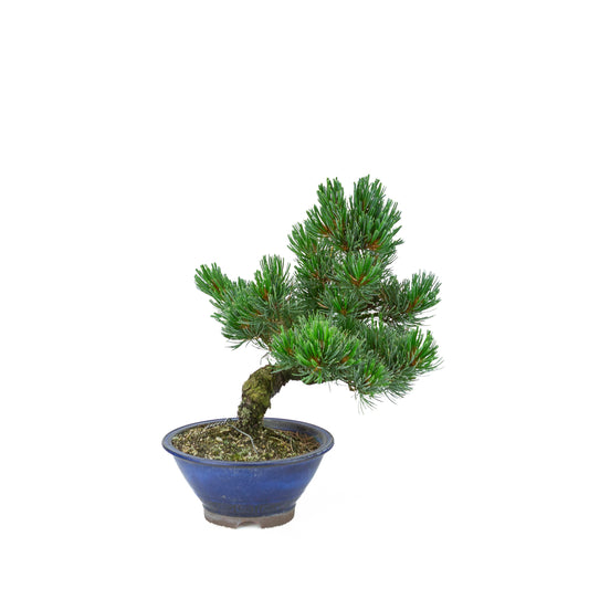 Pinus parviflora (white pine), height ~31 cm